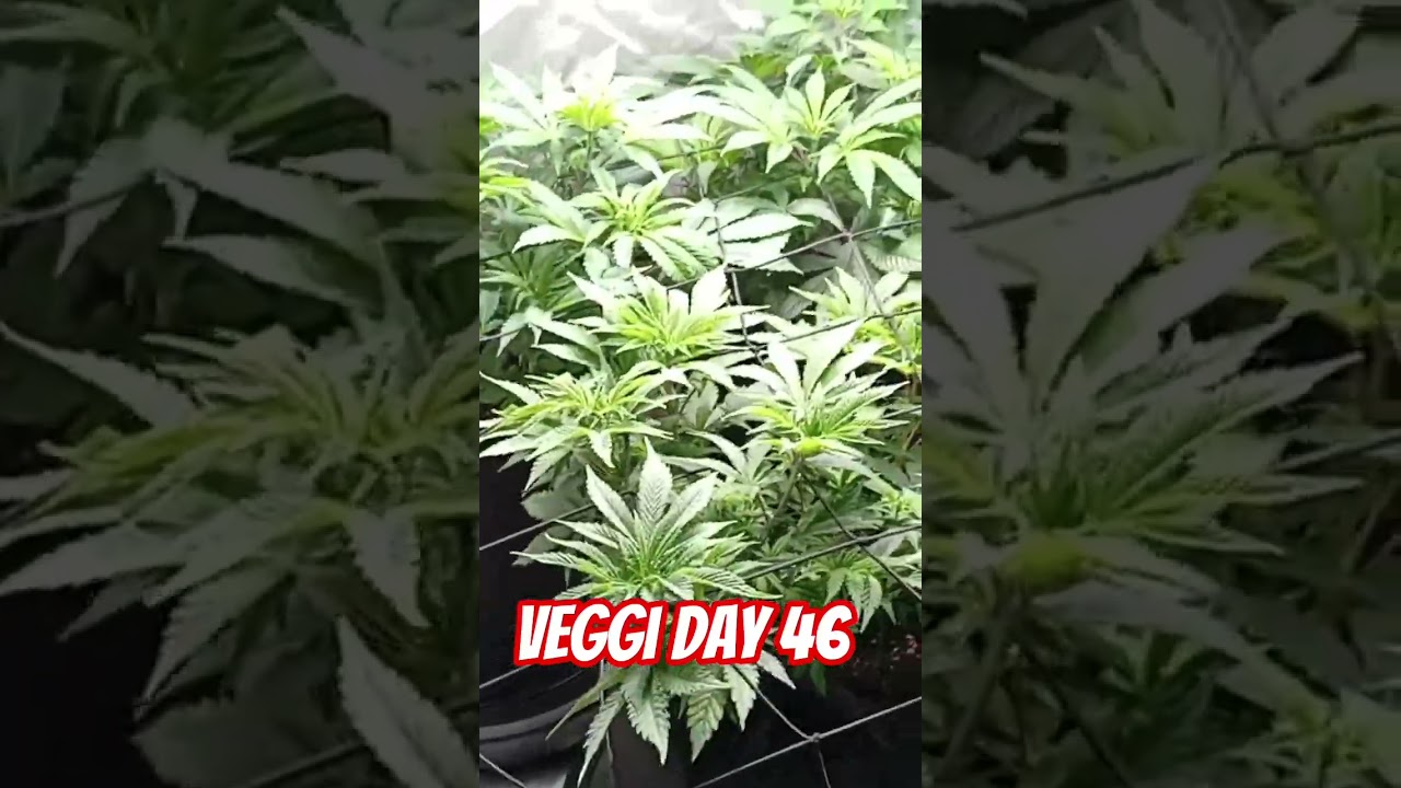 Top Cannabis Strains You Need to Try: Amnesia Haze, Ultra Violet GMO & 24K Gold 🌿🔥