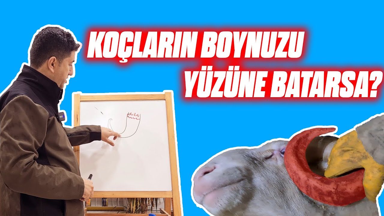 Koçların Boynuzu Yüzüne Batarsa?