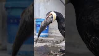 Cormorants Eat Fish Bigger Than Their Own Heads