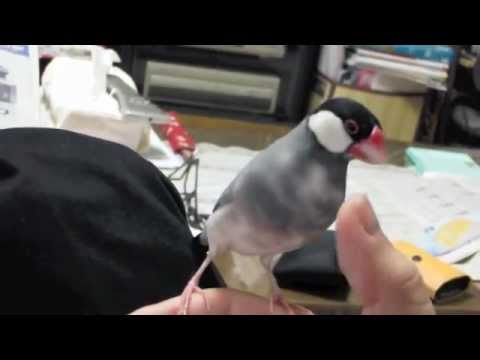 文鳥動画 Java sparrow　桜文鳥　☆指とたわむれて☆