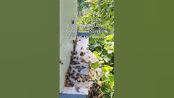 How to Identify Honey Bee Hive Robbing