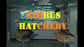 Nimbus Hatchery Day 2 Opening 2016