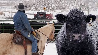 Cattle Roundup with Daniel and the Crew