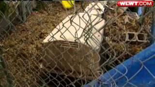 Woman Agrees To Surrender Dozens Of Dogs