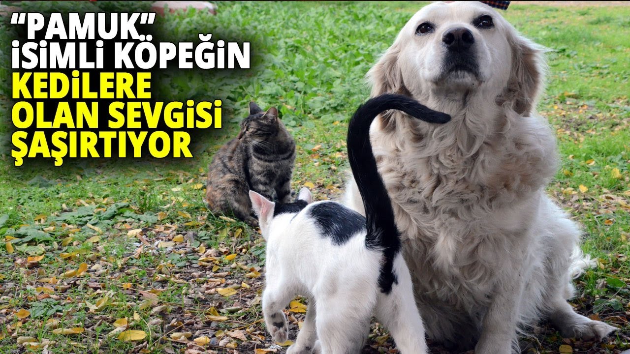 Anneleri Telef Olan Kedilere 