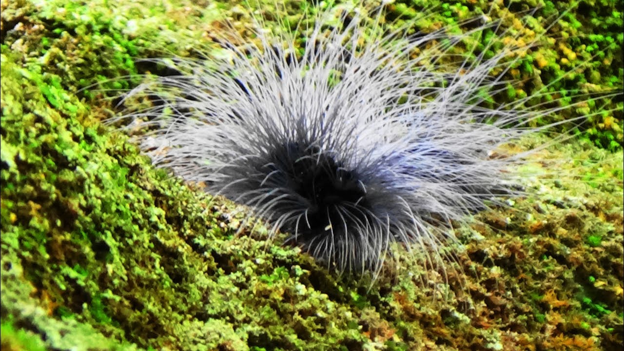 Long Haired Caterpillar Of Macrobrochis Gigas Moth S Childhood