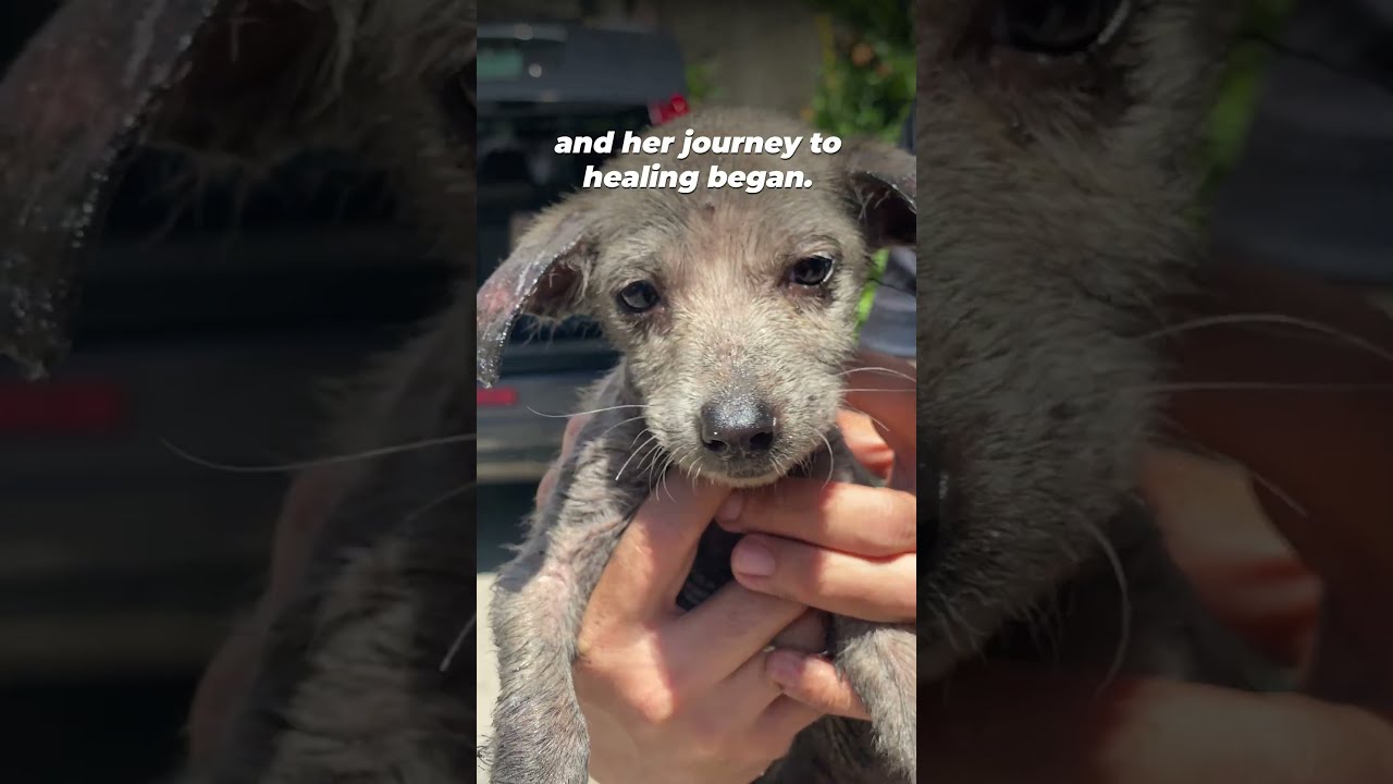 Dog Found COVERED In Oil Abandoned And Severely Neglected