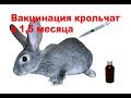 Вакцинирование крольчат в 1,5 месяца