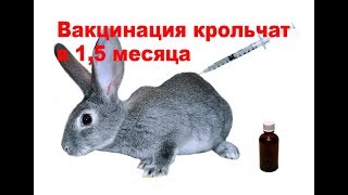 Вакцинирование крольчат в 1,5 месяца