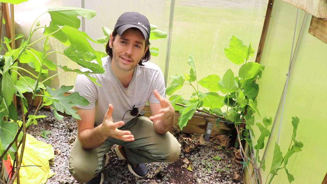 The Espalier is the BEST Form for Fig Trees