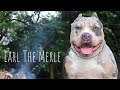 Earl The Merles First Litter/ Bully Meet Up