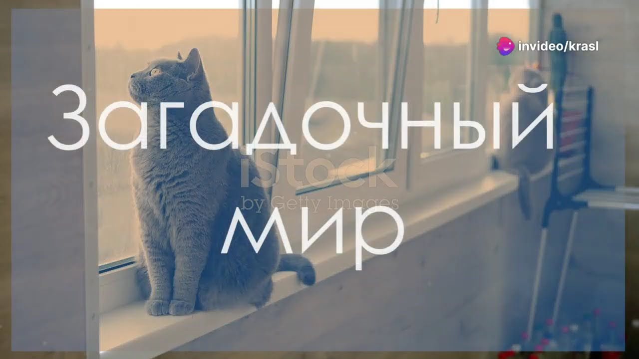 Котик и забавный ветер - Приключения начинаться приключения 2024 