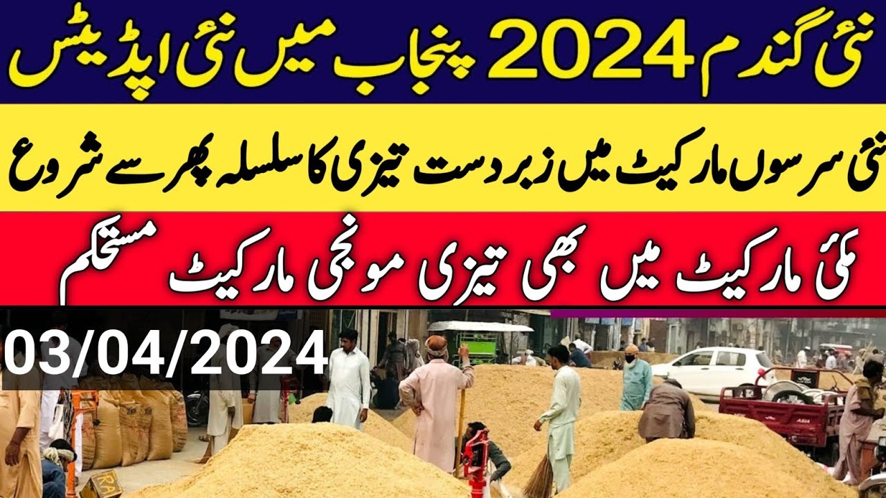 new wheat support price in punjab pakistan 2024 |SarSon new rates ...