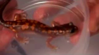 speciation salamandre