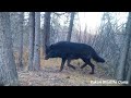 Black wolf bookended by wolverines