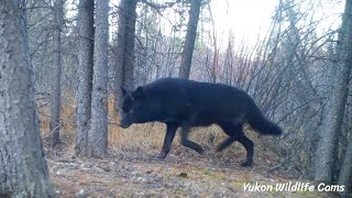 Black wolf bookended by wolverines