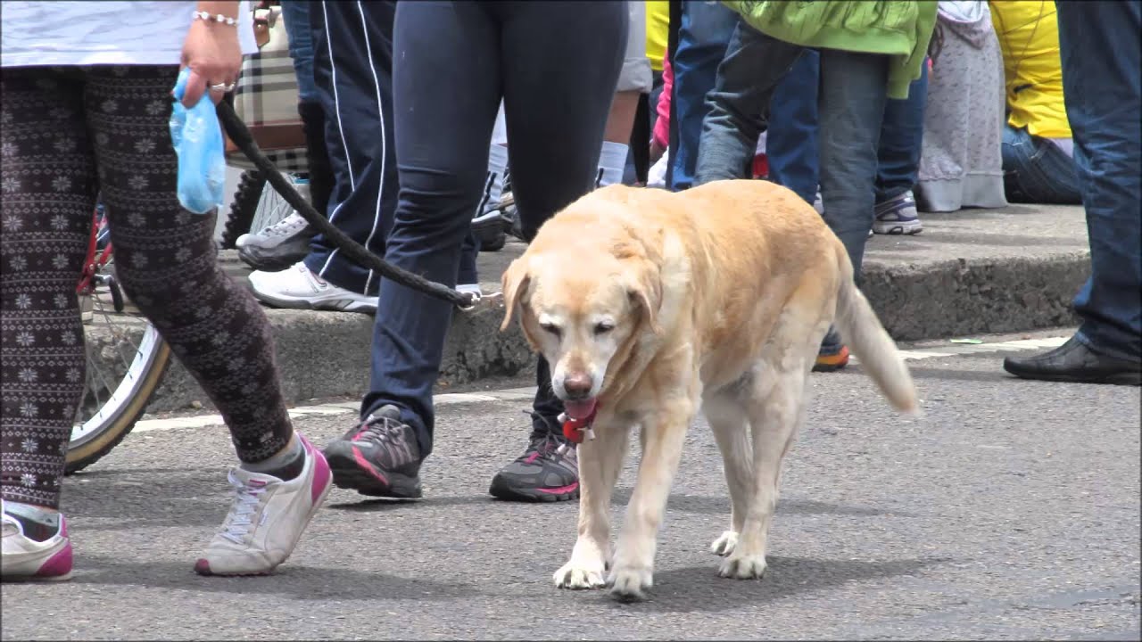 Dogs. Bogota, Colombia. Bike Path YouTube