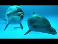 大洗水族館の可愛いイルカ姉妹🩷　イチゴ♡リノ　　2026.1