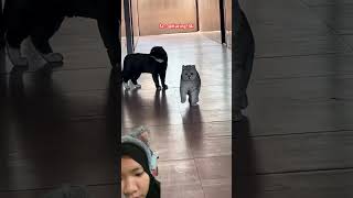 Latihan Dimulai ⁉️ Kucing-I4i #3d #cgi #funny #memes #vfx #catvideos #kucinglucu #hewanlucu #imut