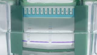Fast-dissolving Dual-color Protein Loading Buffer (Denaturing, Reducing, 5×)