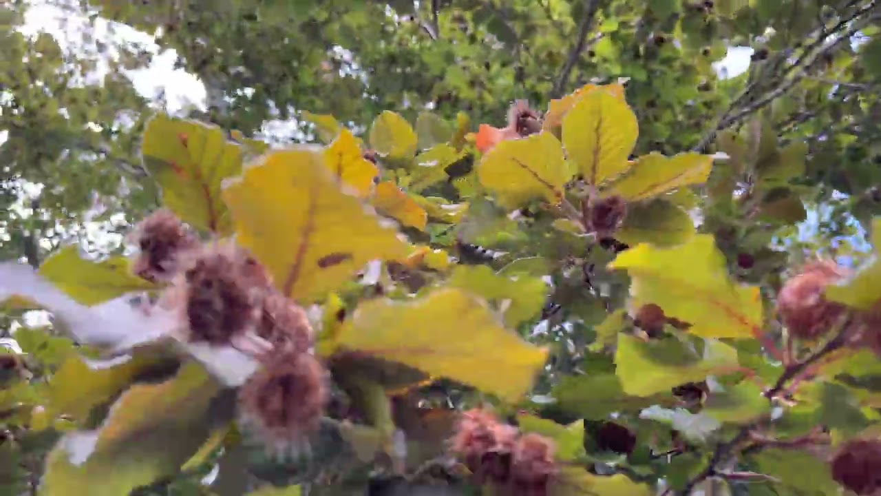 Copper beech - branches, twigs, fruit / mast & leaves - September 2025