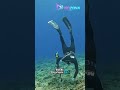 Penyelam ini di lilit gurita #shorts #edukasi #ocean #fishing #speargun #wildlife