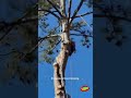 Professional tree trimming ✂️ - Northside Tree Professionals #treetrimming #treeremoval#treehealth