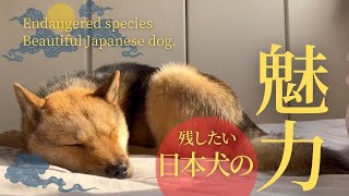 残したい日本犬の魅力