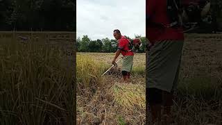 Semangatpanenpadi semangat nderek Guru short