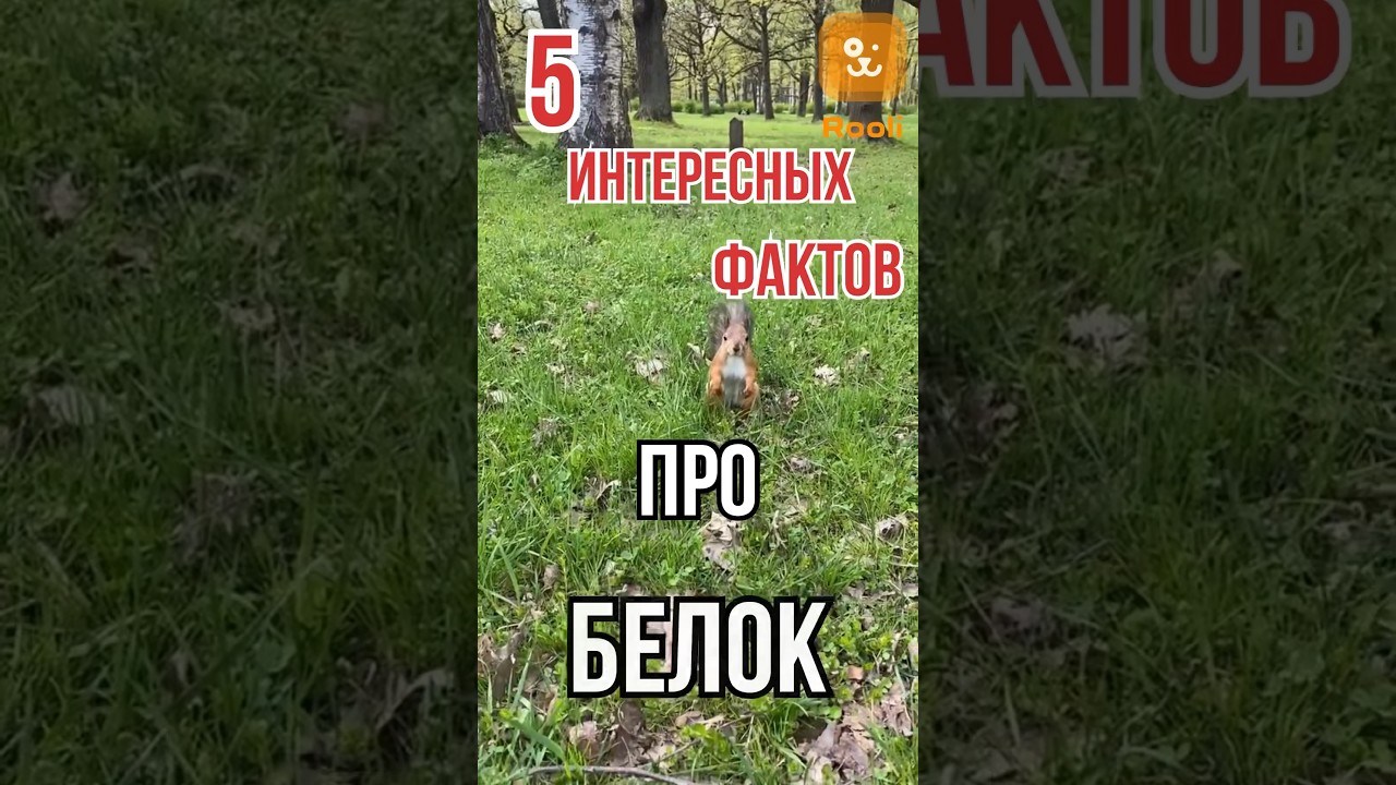 Интересные факты про белок #факты #про #белка #природа #факты #интересное #животные
