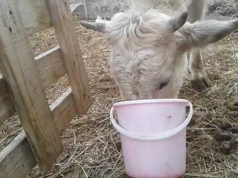 С какого возраста можно кормить грудных детей козьим молоком?🐐