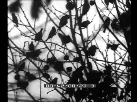 Sul Lungo Tevere di Roma prospera affollato e festoso l'albero dei passeri-