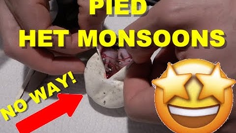 Insane ODDS! Pied Het Monsoon! Ball Python Egg Cutting!