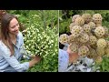 Semer des graines de fleur dtoile et de grande camomille conserves  lintrieur  scabiosa stellata  northlawn flower farm