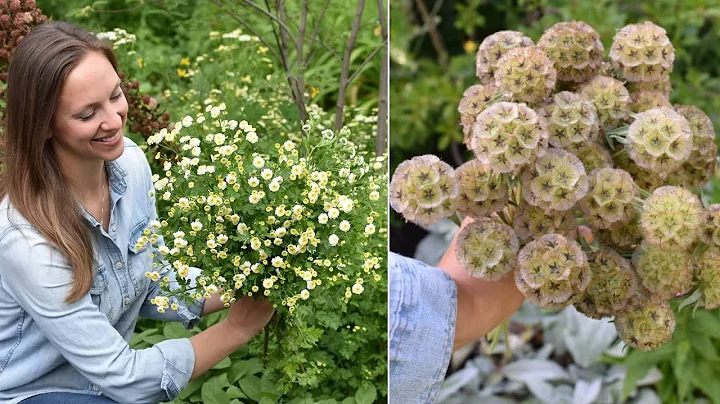Sowing Saved Starflower Seeds & Feverfew Inside // Scabiosa stellata // Northlawn Flower Farm