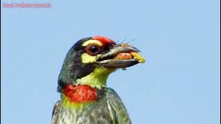 crimson-breasted barbet Call Sound / coppersmith barbet Call Sound / Coppersmith Bird Call Sound