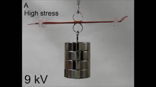 Electro-origami: Movie S4. High-stress and high-contraction electro-ribbon actuators.