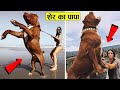 इन कुत्तों को पालने के लिए शेर का जिगर चाहिए || Largest And Most Powerful Dogs In The World