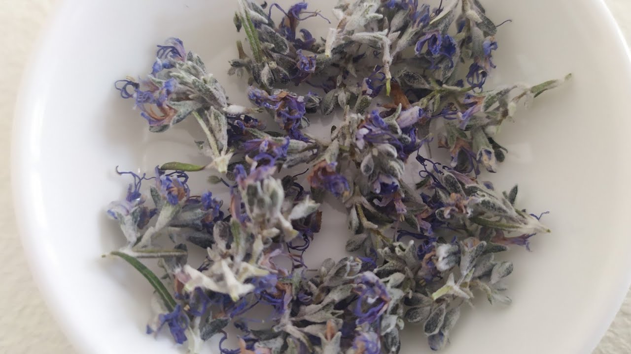 ESSICCATORE: PERCHÉ TUTTI DOVREBBERO AVERNE UNO! Vi presento qualcuno dei suoi molteplici utilizzi!