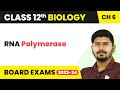 Class 12 Biology Chapter 6 | RNA Polymerase - Molecular Basis of Inheritance