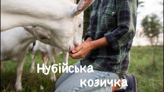 Нубійська коза