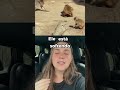 Esse macaco carrega seu unico amigo para todos os lugares #shorts #punch