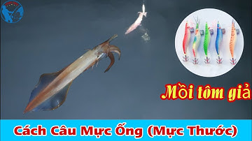 Cách Câu Mực Ống (Mực Thước) Gần Bờ Hiệu Quả | Tiến Bens - Fishing