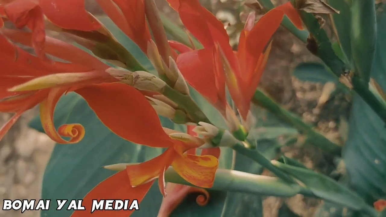Bomai Yal Media Production