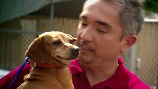Welcome to Dog Whisperer With Cesar Millan | Official YouTube Channel by Dog Whisperer 3,808 views 1 month ago 23 seconds