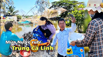 Mùa Nước Rút Miền Tây – Cá Linh Dở Chà Đầy Bao, Bà Con Cất Vó Bội Thu