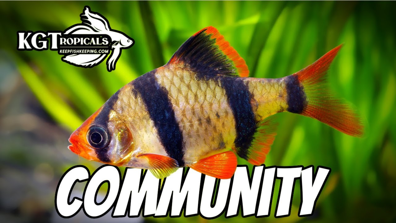 easy community fish