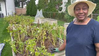 How to Harvest White Russet Potatoes