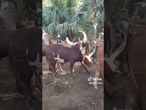 Limbu Luchagula Ujumbe Wa Jigukemaga Kini 2025