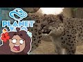 A Snow Leopard HUNTING Our Sheep?! 🐏 Planet Zoo: Ice Ice Outpost • #24